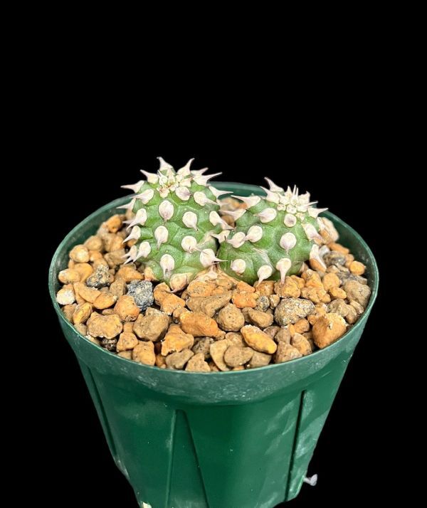 Yahoo!オークション - ユーフォルビア トム/Euphorbia cv. TOM Yahoo!オークション - ユーフォルビア トム/Euphorbia cv. TOM