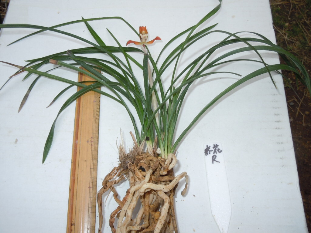 日本春蘭　　赤花R　　６本花１個_画像7