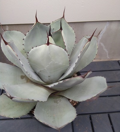 美株 アガベ パリー トランカータ トルンカータ トゥルンカータ Agave parryi var. truncata まだ小さいけど美シルエットの小株♪ _画像8