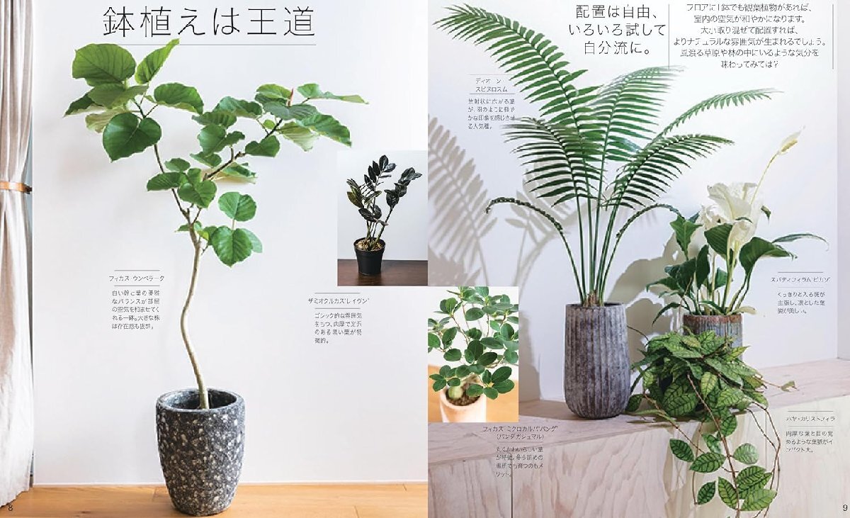 NHK趣味の園芸 観葉植物 パーフェクトブック (生活実用シリーズ)の画像3