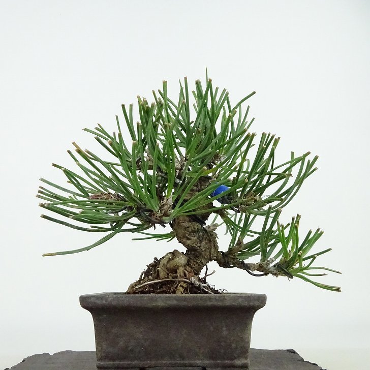  bonsai pine Japanese black pin height of tree approximately 10cm....Pinus thunbergii black matsumatsu. evergreen needle leaved tree .. for small goods reality goods 