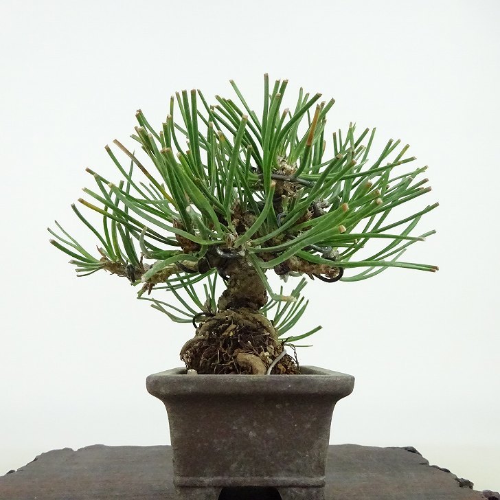  бонсай сосна сосна Тунберга высота дерева примерно 10cm....Pinus thunbergii черный matsumatsu. вечнозеленый игольчатое дерево .. для маленький товар на данный момент товар 