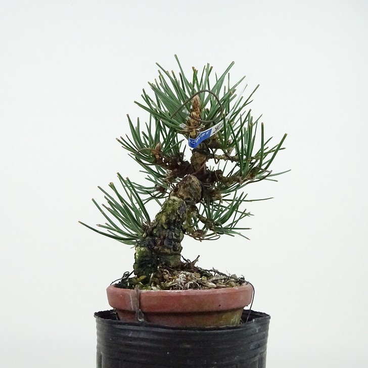 盆栽 松 黒松 樹高 約10cm くろまつ Pinus thunbergii クロマツ マツ科 常緑針葉樹 観賞用 小品 現品_画像2