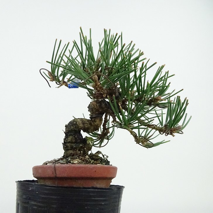 盆栽 松 黒松 樹高 約10cm くろまつ Pinus thunbergii クロマツ マツ科 常緑針葉樹 観賞用 小品 現品_画像3