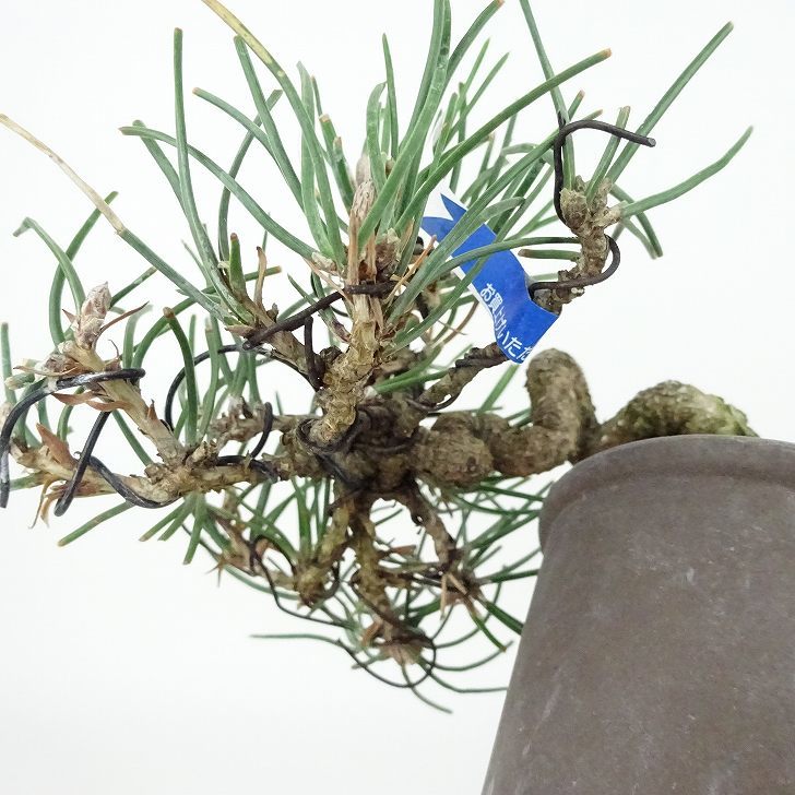 盆栽 松 黒松 樹高 上下 約8cm くろまつ Pinus thunbergii クロマツ マツ科 常緑針葉樹 観賞用 小品 現品_画像6