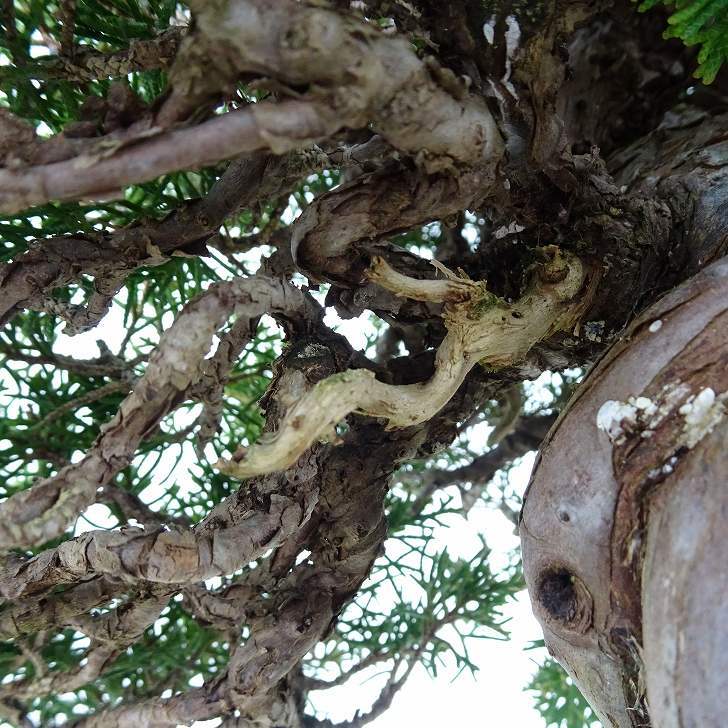 盆栽 真柏 樹高 約24cm しんぱく 高級盆栽 Juniperus chinensis シンパク ジン シャリ ヒノキ科 常緑樹 観賞用 現品_画像8