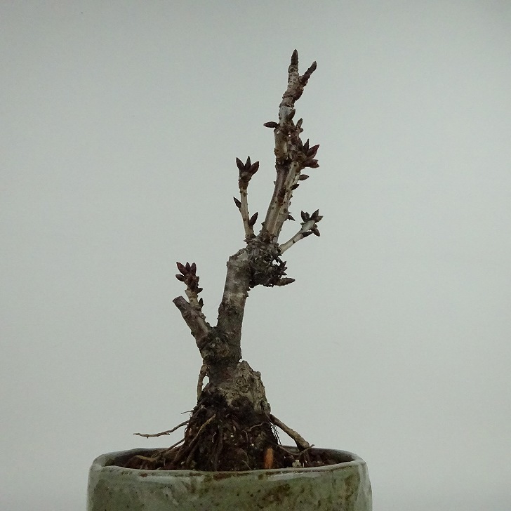 盆栽 桜 旭山桜 樹高 約19cm さくら サクラ バラ科 落葉樹 観賞用 小品 現品の画像2