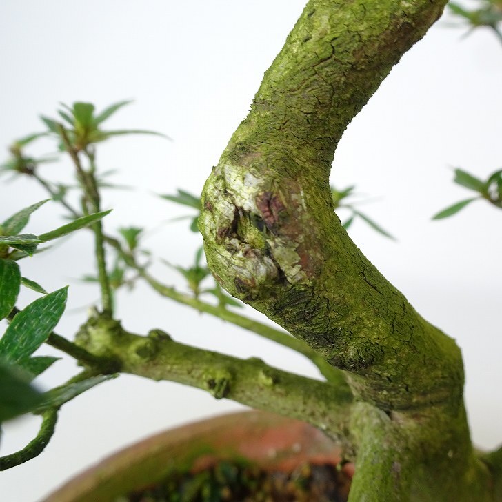 盆栽 皐月 麗子 樹高 約24cm さつき Rhododendron indicum サツキ ツツジ科 常緑樹 観賞用 現品_画像6