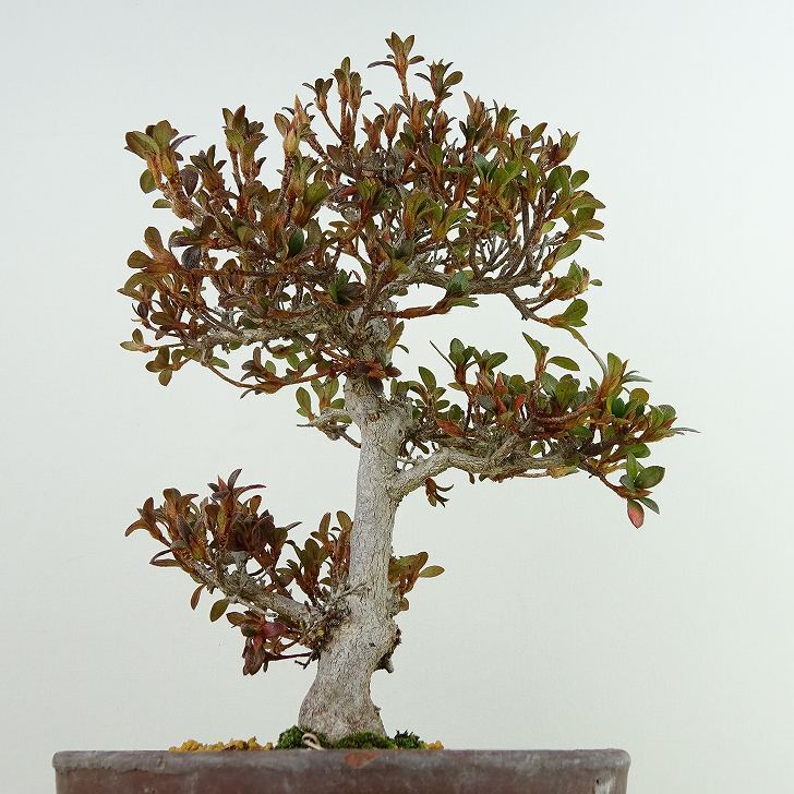 盆栽 皐月 鶴翁 樹高 約22cm さつき Rhododendron indicum サツキ ツツジ科 常緑樹 観賞用 現品_画像3