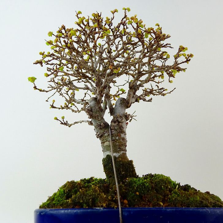  bonsai elm zelkova height of tree approximately 16cm elm zelkova Ulmus parvifolianirekeyaki. leaf nire. deciduous tree .. for small goods reality goods 