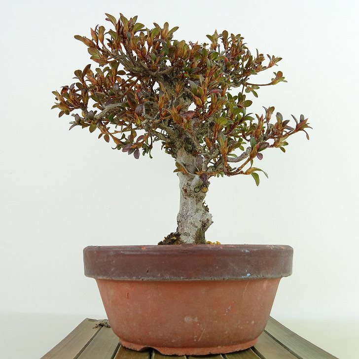 盆栽 皐月 鶴翁 樹高 約18cm さつき Rhododendron indicum サツキ ツツジ科 常緑樹 観賞用 小品 現品_画像5