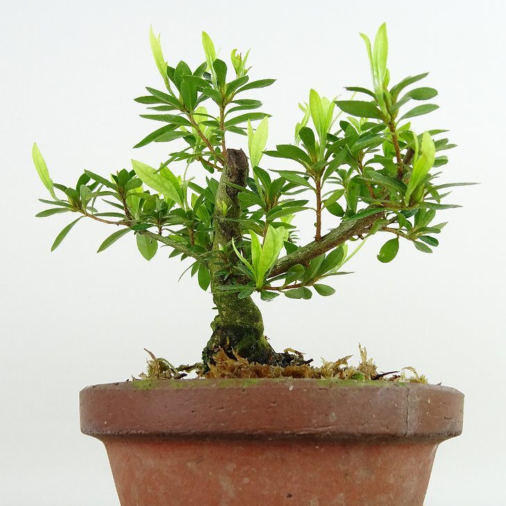 盆栽 皐月 樹高 約12cm さつき Rhododendron indicum サツキ ツツジ科 常緑樹 観賞用 小品 現品_画像5