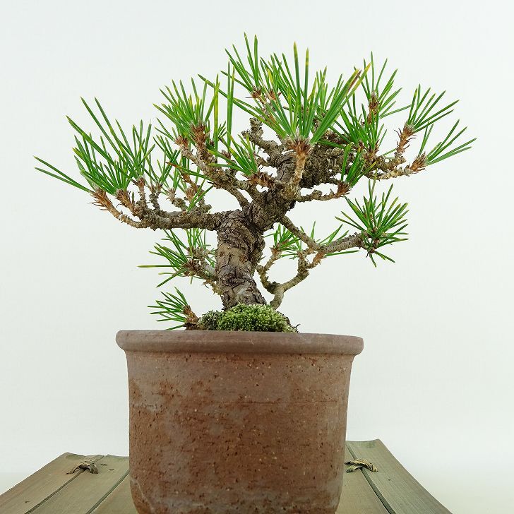 盆栽 松 黒松 樹高 約11cm くろまつ Pinus thunbergii クロマツ マツ科 常緑針葉樹 観賞用 小品 現品_画像5