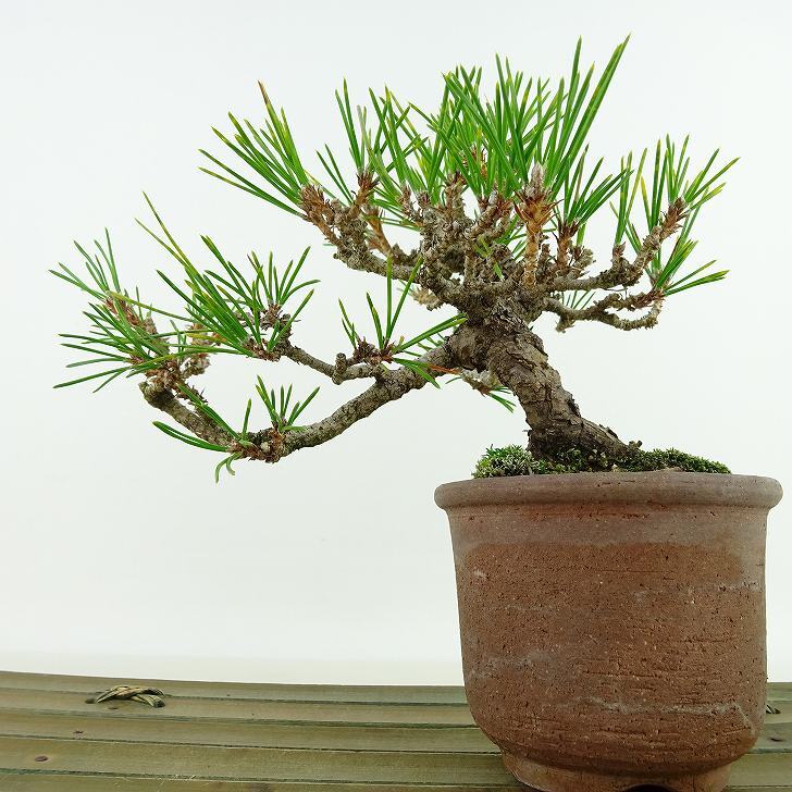 盆栽 松 黒松 樹高 約11cm くろまつ Pinus thunbergii クロマツ マツ科 常緑針葉樹 観賞用 小品 現品_画像4