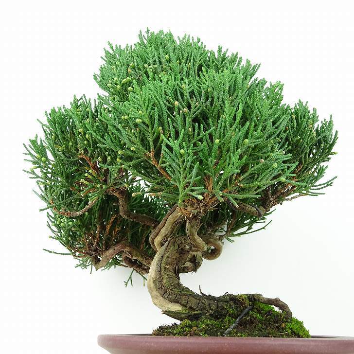 盆栽 真柏 樹高 約20cm しんぱく Juniperus chinensis シンパク ヒノキ科 常緑樹 観賞用 小品 現品_画像2