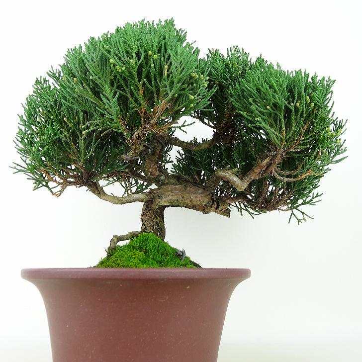 盆栽 真柏 樹高 約20cm しんぱく Juniperus chinensis シンパク ヒノキ科 常緑樹 観賞用 小品 現品_画像3