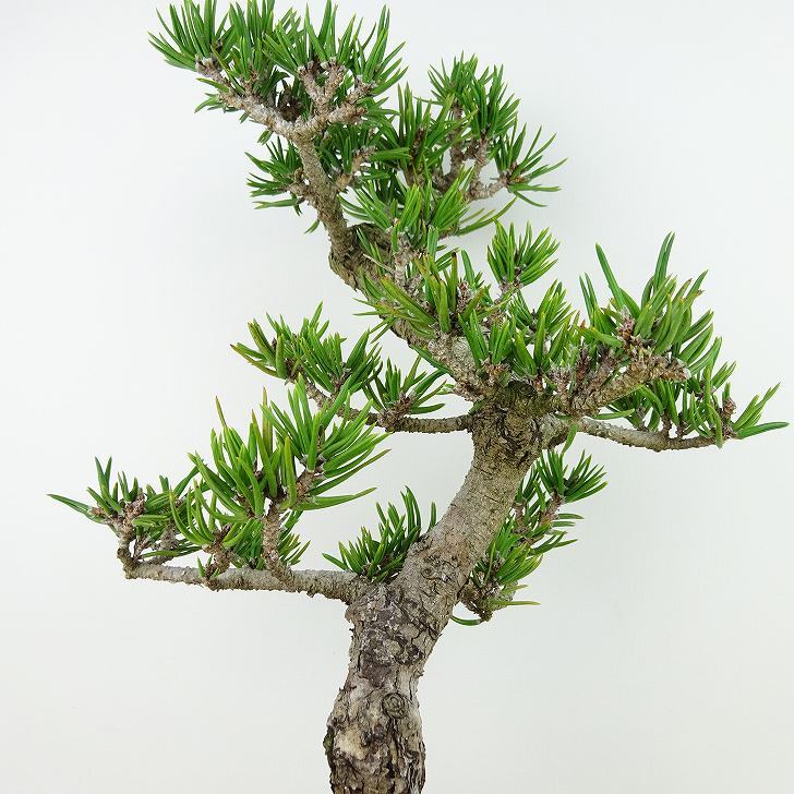 盆栽 松 寸松 黒松 樹高 約33cm くろまつ Pinus thunbergii クロマツ マツ科 常緑針葉樹 観賞用 現品_画像6