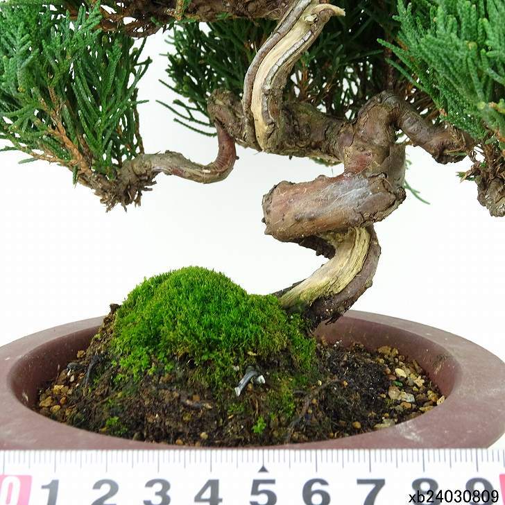 盆栽 真柏 樹高 約18cm しんぱく Juniperus chinensis シンパク ヒノキ科 常緑樹 観賞用 小品 現品_画像5