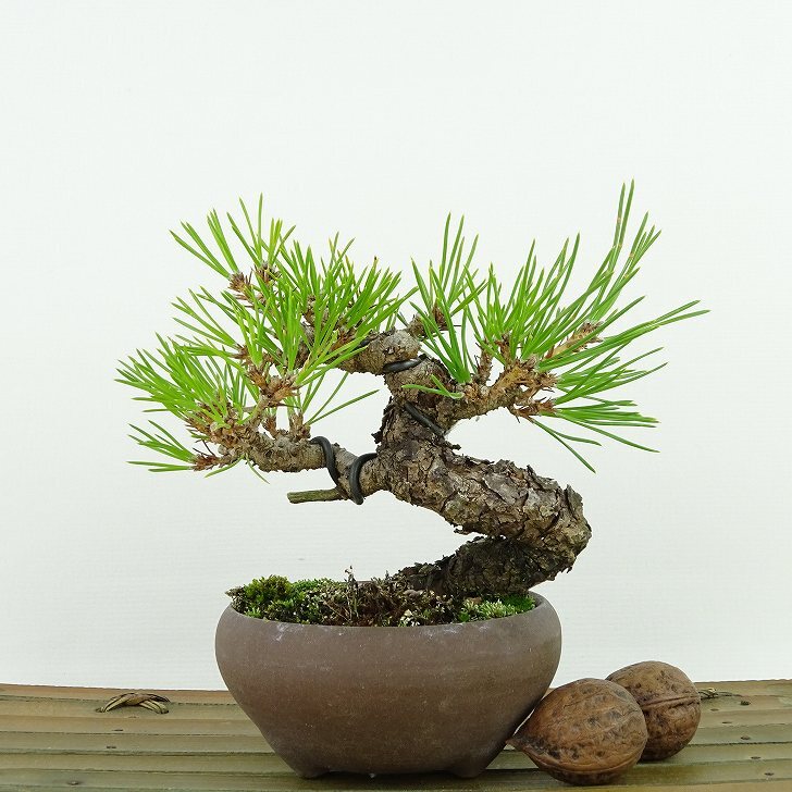  бонсай сосна сосна Тунберга высота дерева примерно 11cm....Pinus thunbergii черный matsumatsu. вечнозеленый игольчатое дерево .. для маленький товар на данный момент товар 