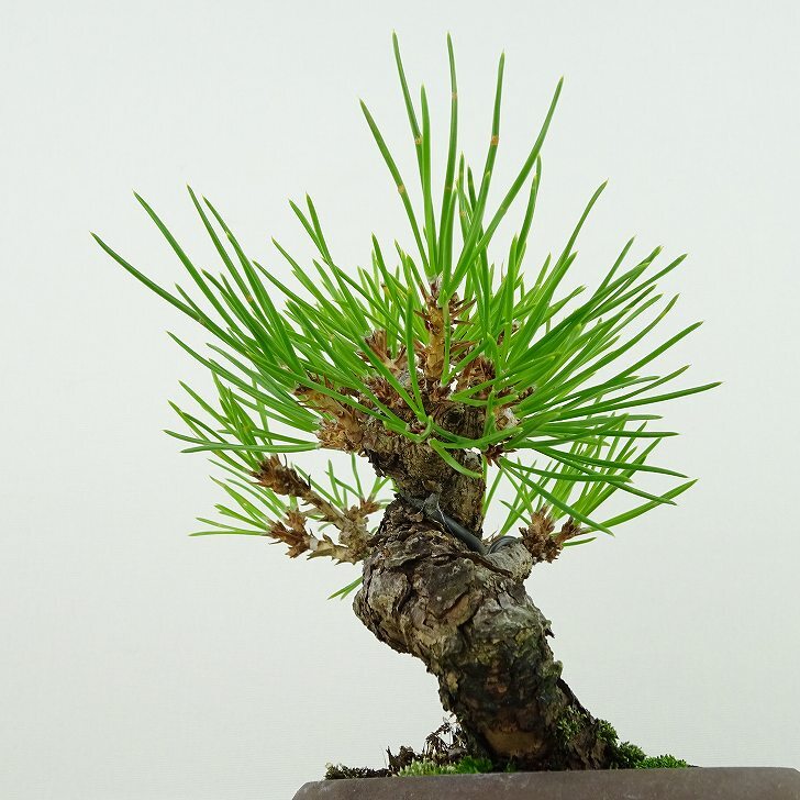  бонсай сосна сосна Тунберга высота дерева примерно 11cm....Pinus thunbergii черный matsumatsu. вечнозеленый игольчатое дерево .. для маленький товар на данный момент товар 