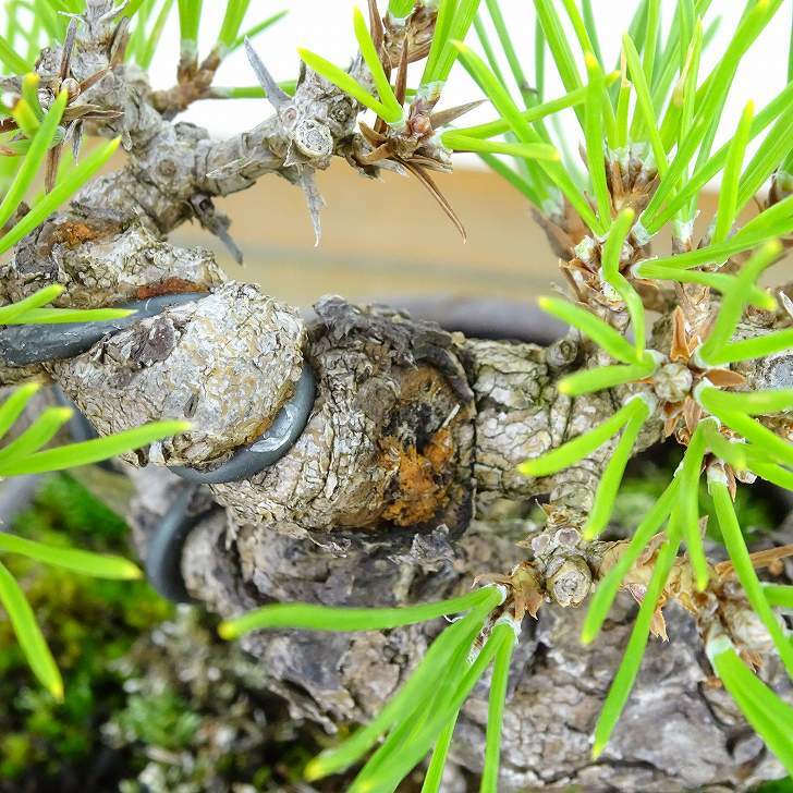  бонсай сосна сосна Тунберга высота дерева примерно 11cm....Pinus thunbergii черный matsumatsu. вечнозеленый игольчатое дерево .. для маленький товар на данный момент товар 