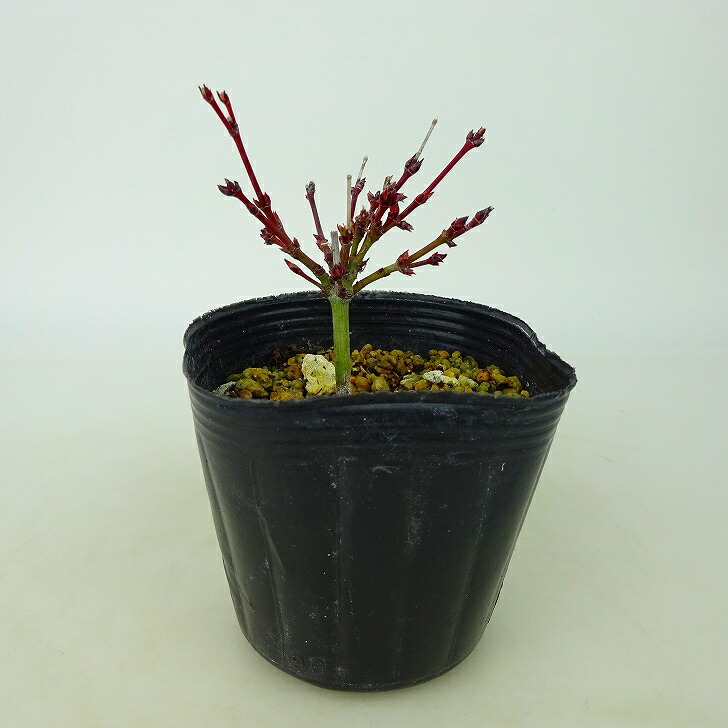 盆栽 紅葉 清姫 樹高 5cm ミニ盆栽 もみじ Acer palmatum モミジ カエデ科 落葉樹 観賞用 小品 数量物 セレクト_画像1