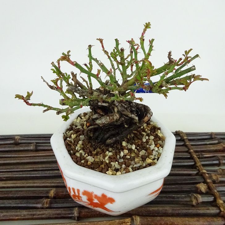  bonsai rose . rose height of tree approximately 9cm..Rosa rose . rose . deciduous tree .. for small goods reality goods 