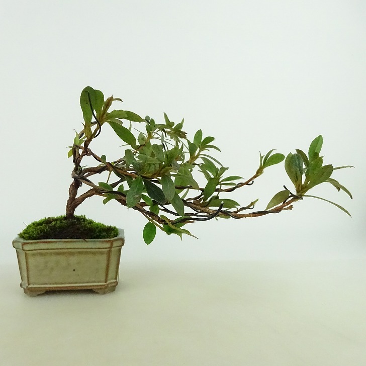 盆栽 皐月 千姫 樹高 約9cm さつき Rhododendron indicum サツキ ツツジ科 常緑樹 観賞用 小品 現品_画像1