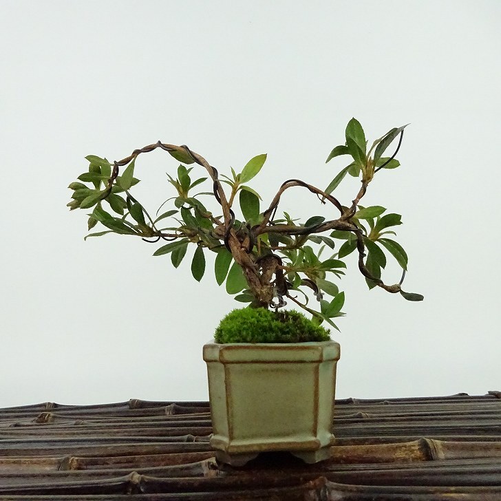 盆栽 皐月 千姫 樹高 約9cm さつき Rhododendron indicum サツキ ツツジ科 常緑樹 観賞用 小品 現品_画像5