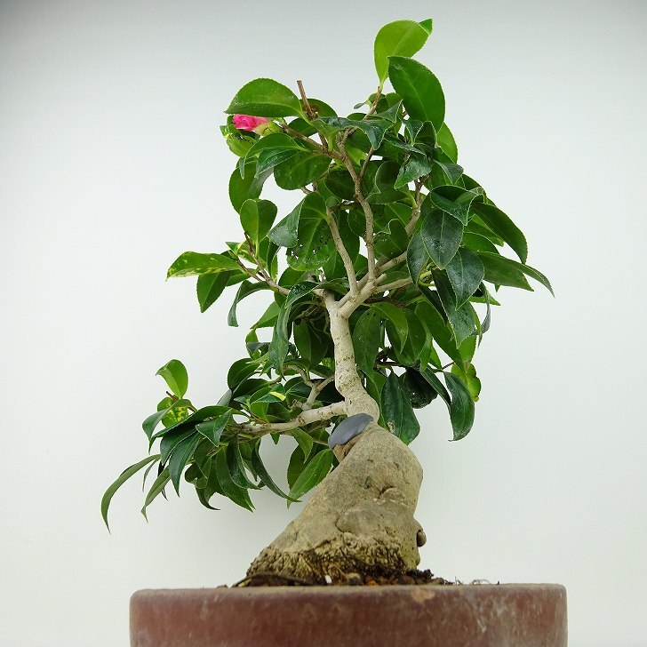 盆栽 椿 紅侘助 樹高 約31cm つばき Camellia japonica ツバキ 花物 ピンク ツバキ科 常緑樹 観賞用 現品の画像2