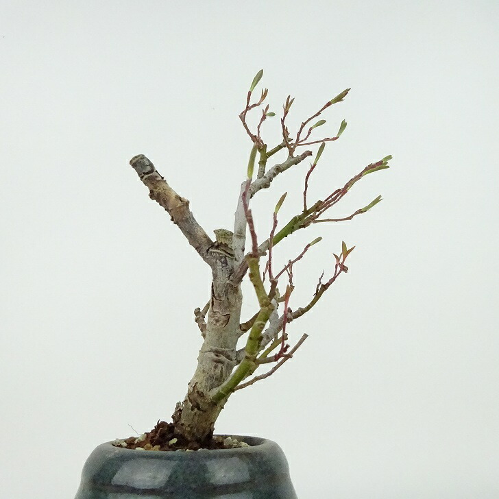 盆栽 猫柳 樹高 約13cm ねこやなぎ Salix gracilistyla ネコヤナギ ヤナギ科 ヤナギ属 落葉樹 観賞用 小品 現品_画像4