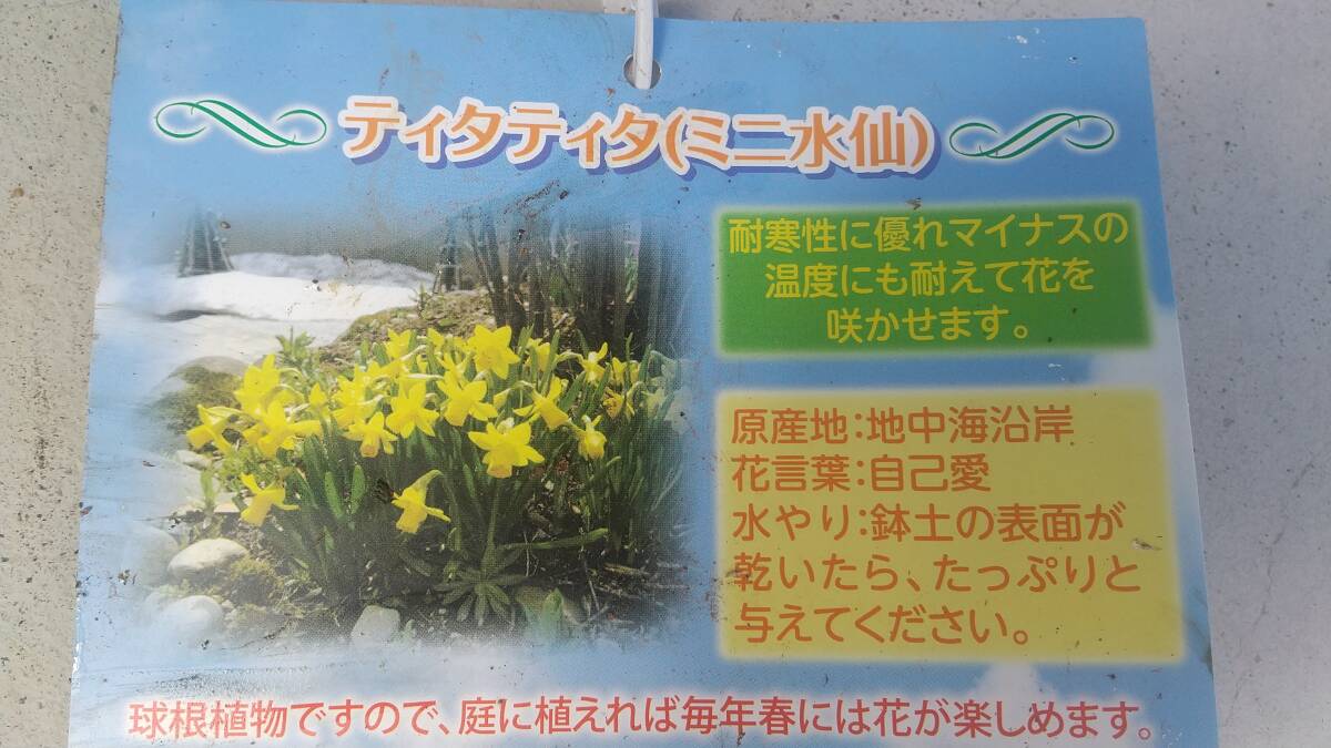 ③ティタティタ★ミニ水仙の苗球根★写真より１ポット_商品案内です