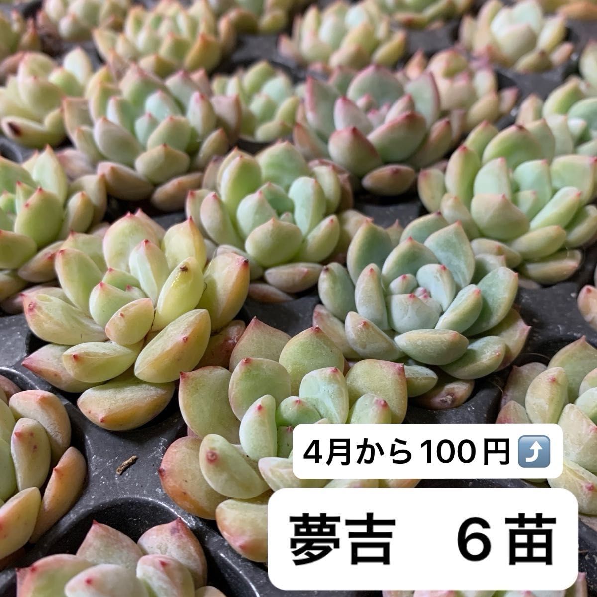 多肉植物エケベリアプラグ苗　夢吉　6苗