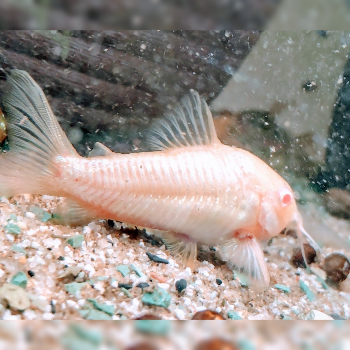  Corydoras *aene light *a ruby no3 pcs 