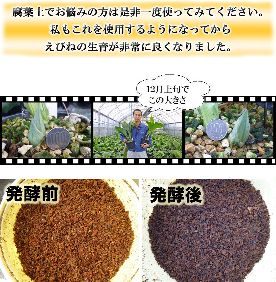 【福山えびね】福山特製発酵ベラボン　腐葉土　エビネ　えびね蘭　エビネ蘭_画像4