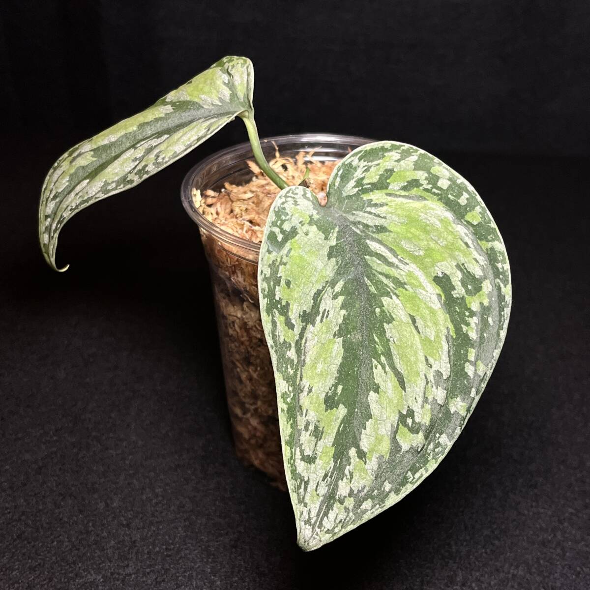 『希少』104. Scindapsus tricolor スキンダプサス トリカラー インドネシア輸入株 熱帯植物 希少種_画像1