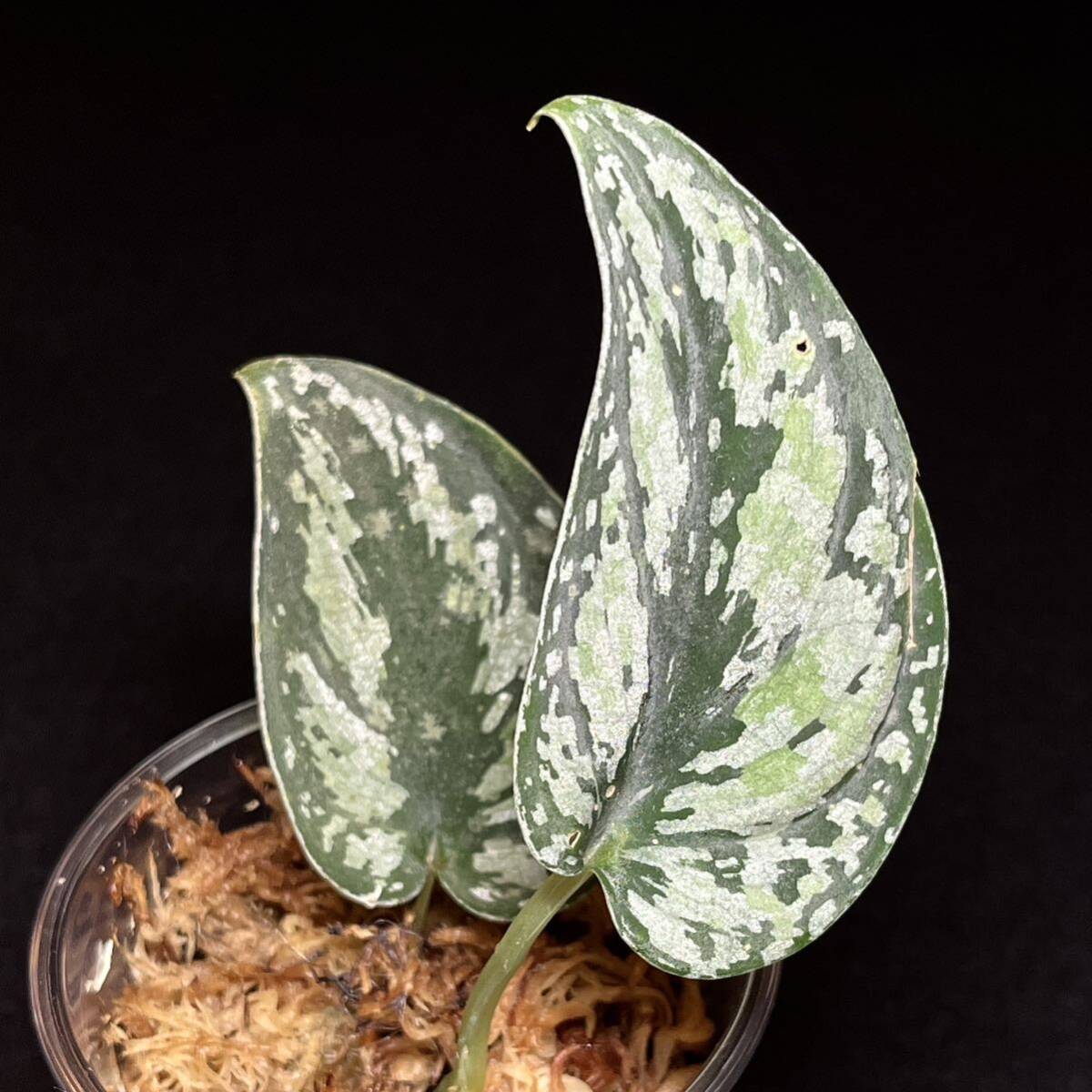 『希少』1. Scindapsus tricolor スキンダプサス トリカラー インドネシア輸入株 熱帯植物 希少種_画像1