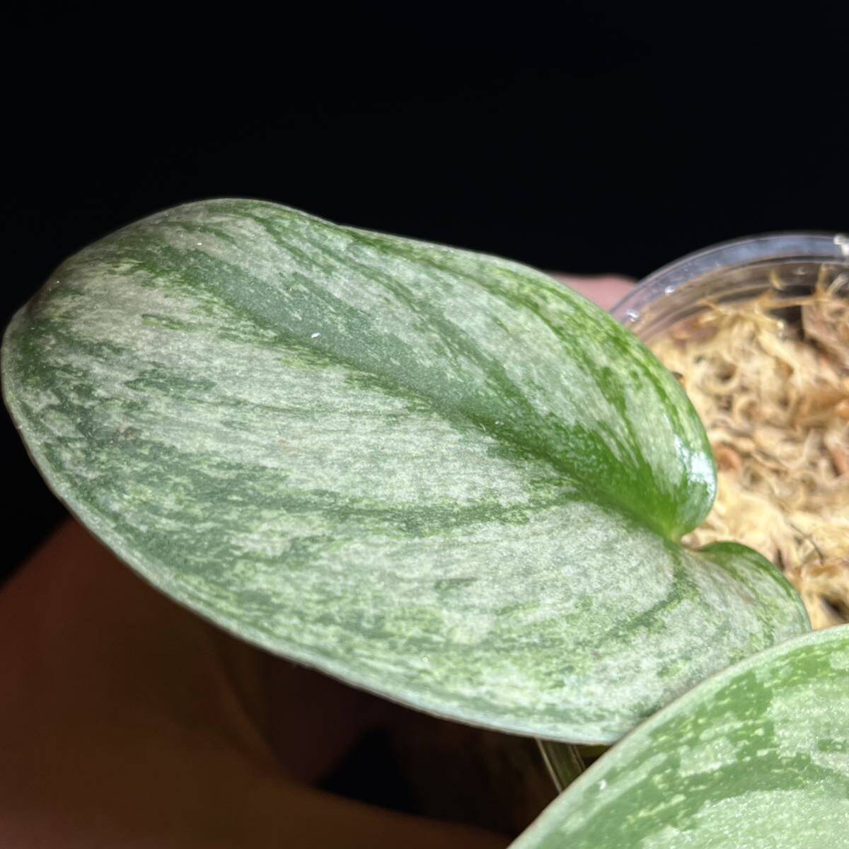 ☆レア 201. Scindapsus Exotica Hologram Variegated スキンダプサス エキゾチカ ホログラム 斑入り 熱帯植物 希少種_画像6