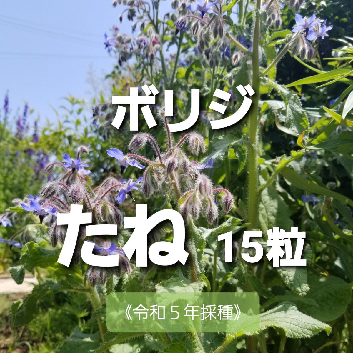 ボリジ　種　【15粒】　ハーブ　エディブルフラワー　花の種　春まき