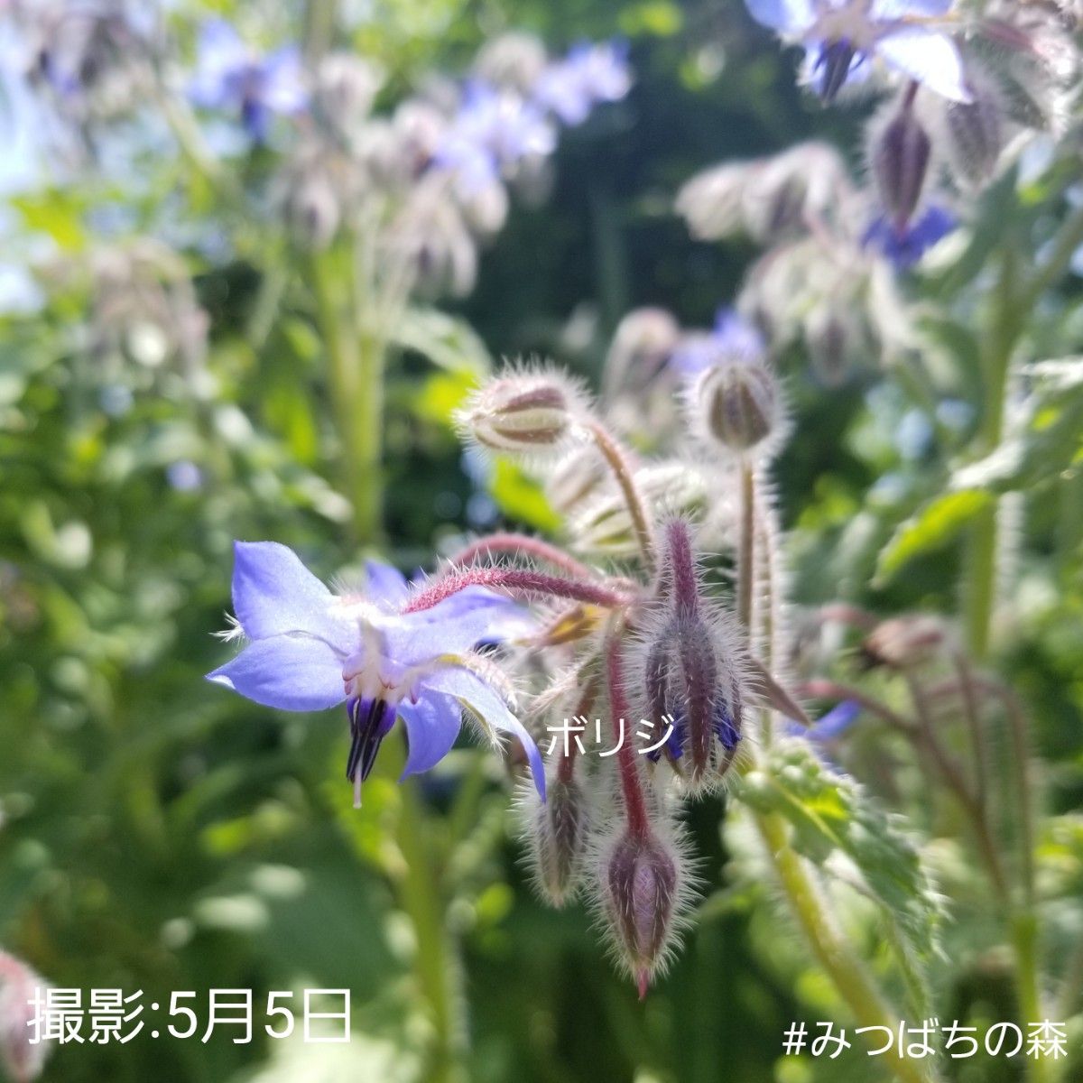 ボリジ　種　【15粒】　ハーブ　エディブルフラワー　花の種　春まき