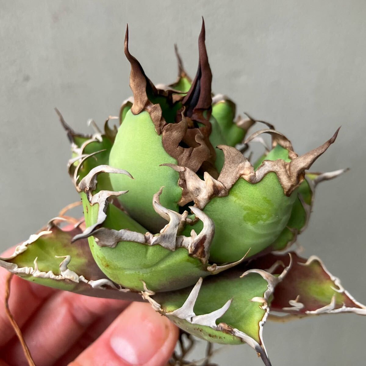 チタノタ 'BIG SPINE' タイ輸入株 agave titanota オテロイ チタノタ 'BIG SPINE' タイ輸入株 agave titanota オテロイ
