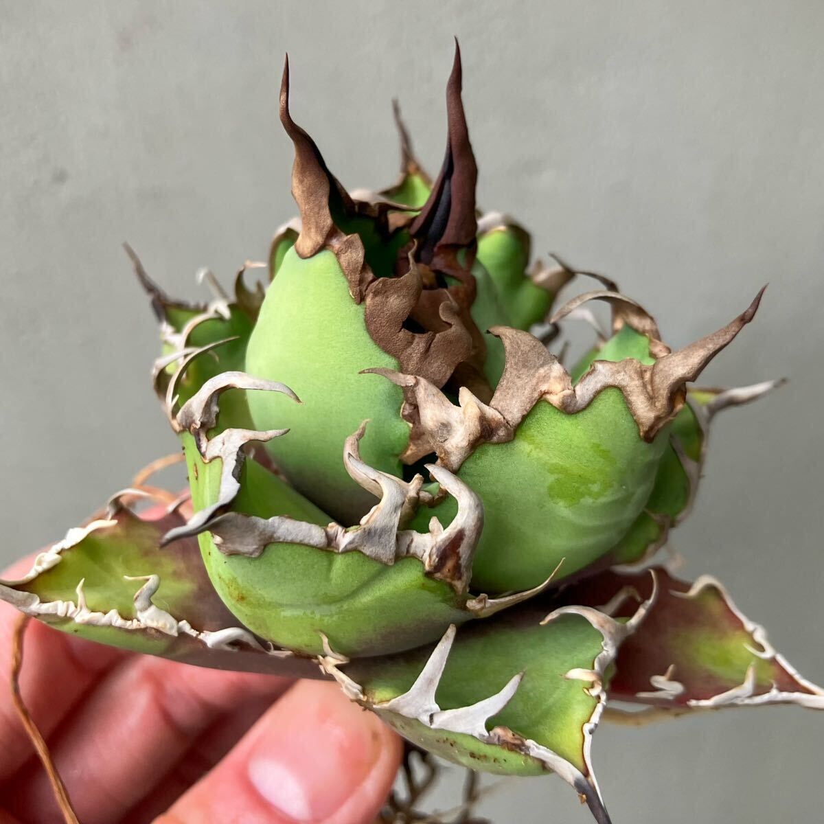 チタノタ 'BIG SPINE' タイ輸入株 agave titanota オテロイ アガベ 検)シーザーの画像1