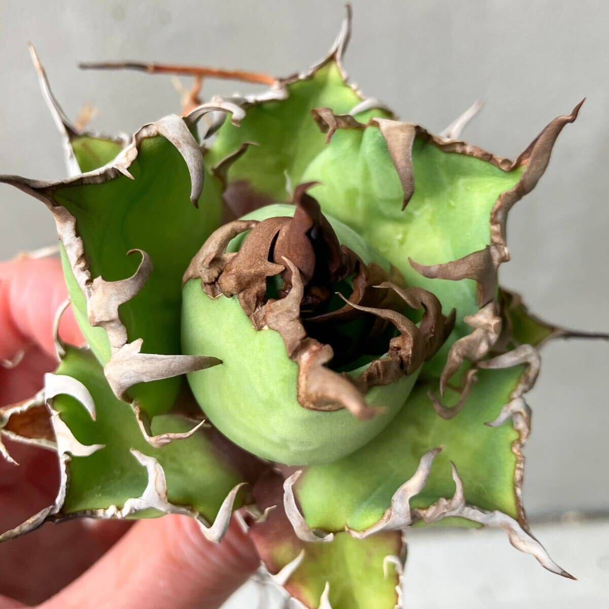 チタノタ 'BIG SPINE' タイ輸入株 agave titanota オテロイ チタノタ 'BIG SPINE' タイ輸入株 agave titanota オテロイ