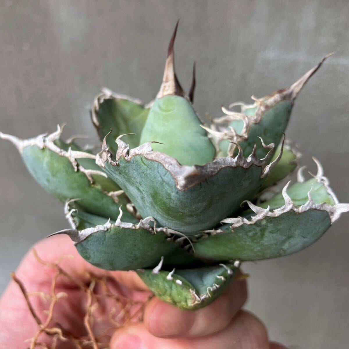 チタノタ 国内実生選抜株 agave titanota オテロイ アガベの画像8