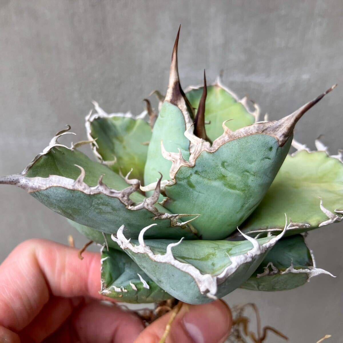 チタノタ 国内実生選抜株 agave titanota オテロイ アガベの画像7