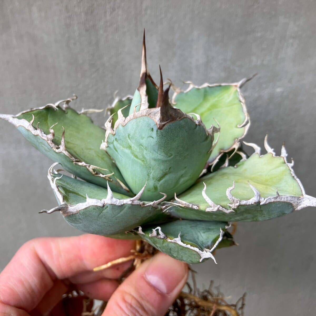 チタノタ 国内実生選抜株 agave titanota オテロイ アガベの画像5