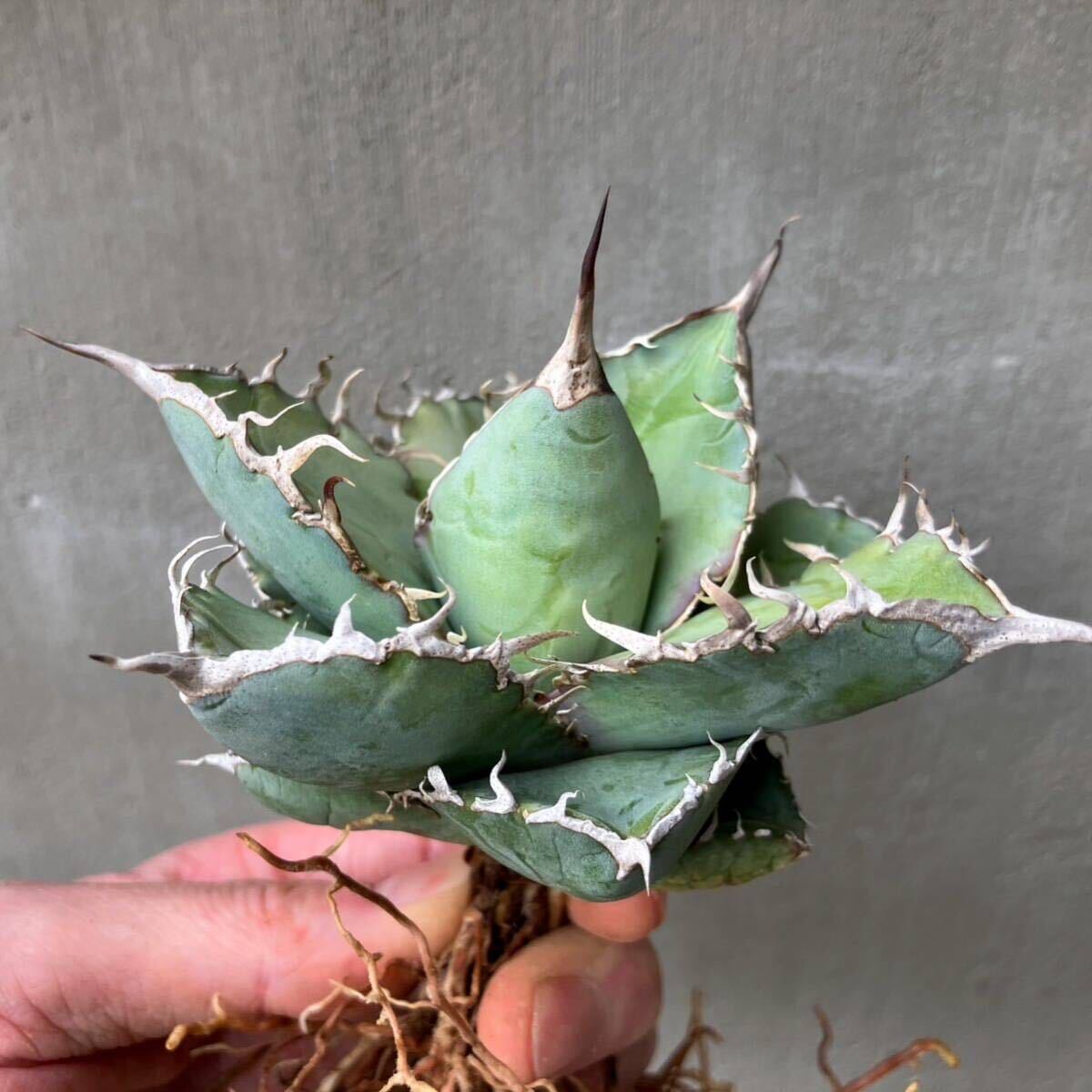 チタノタ 国内実生選抜株 agave titanota オテロイ アガベの画像4