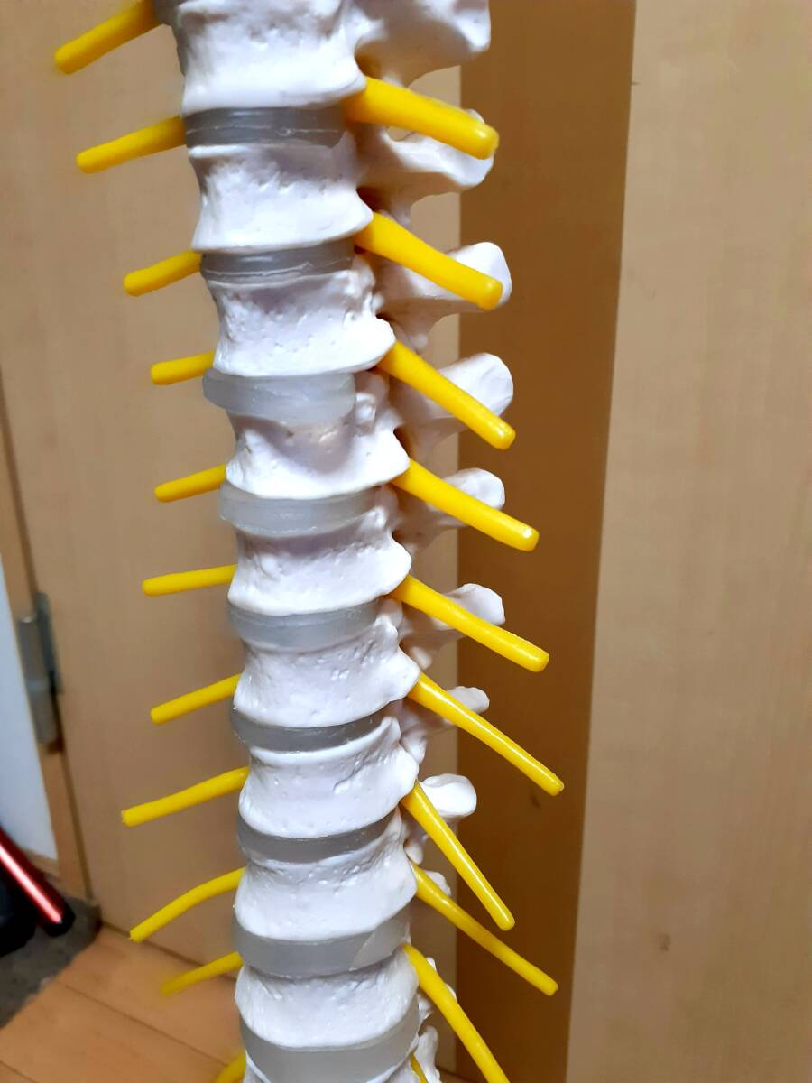 医学玄人 人体模型 脊柱模型 骨格模型 整骨院 人体 医学 (総高:約88cm)_画像6