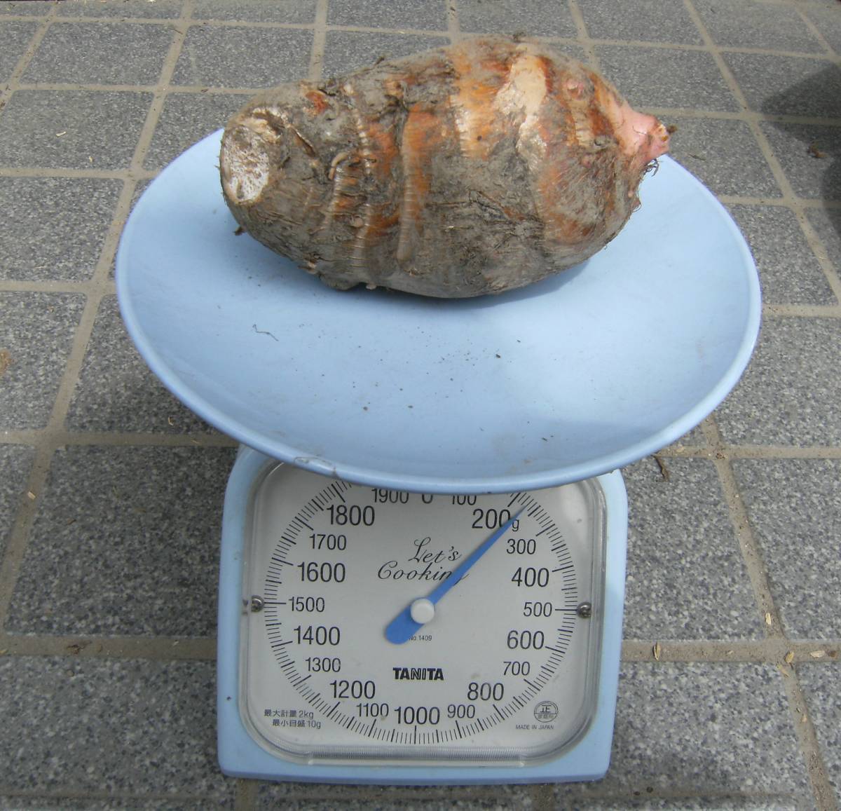 海老芋の種芋　1kg ねっとりモチモチ　エビイモ　里芋 さといも 　希少品種　超高級食材　_参考画像