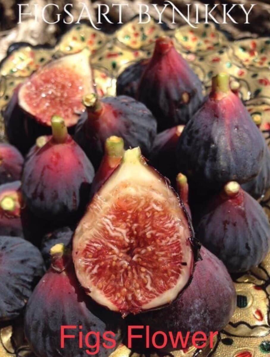 23-502 Figs Flower （ フィグス フラワー ） イチジク 苗木 Nikky コレクションの希少美味品種！今回のみです！の画像1